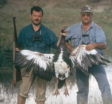 Caza menor reportajes internacional de ganso y patos en los cinco continentes Ganso de espolones