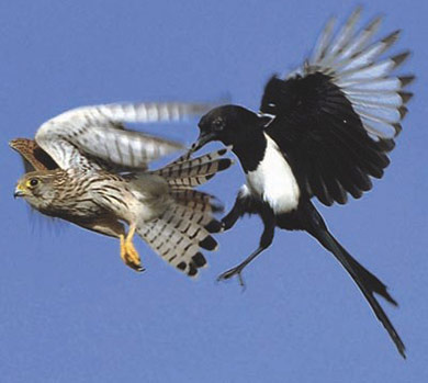 Caza-menor-reportajes-metodos-de-Control-de-Corvidos-image2