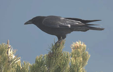 Caza-menor-reportajes-metodos-de-Control-de-Corvidos-image5