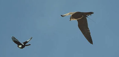 Caza menor reportajes metodos de Control de Corvidos