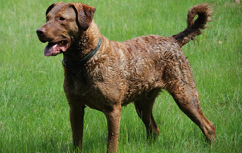 perros-razas-chesapeake-bay-retriever-01