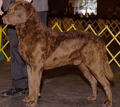 perros-razas-chesapeake-bay-retriever-02