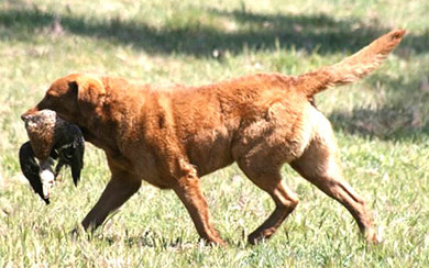 perros-razas-chesapeake-bay-retriever-04