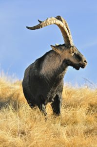 Cotos-de-caza-reportajes-cazar-en-parques-naturales-cabra-montes