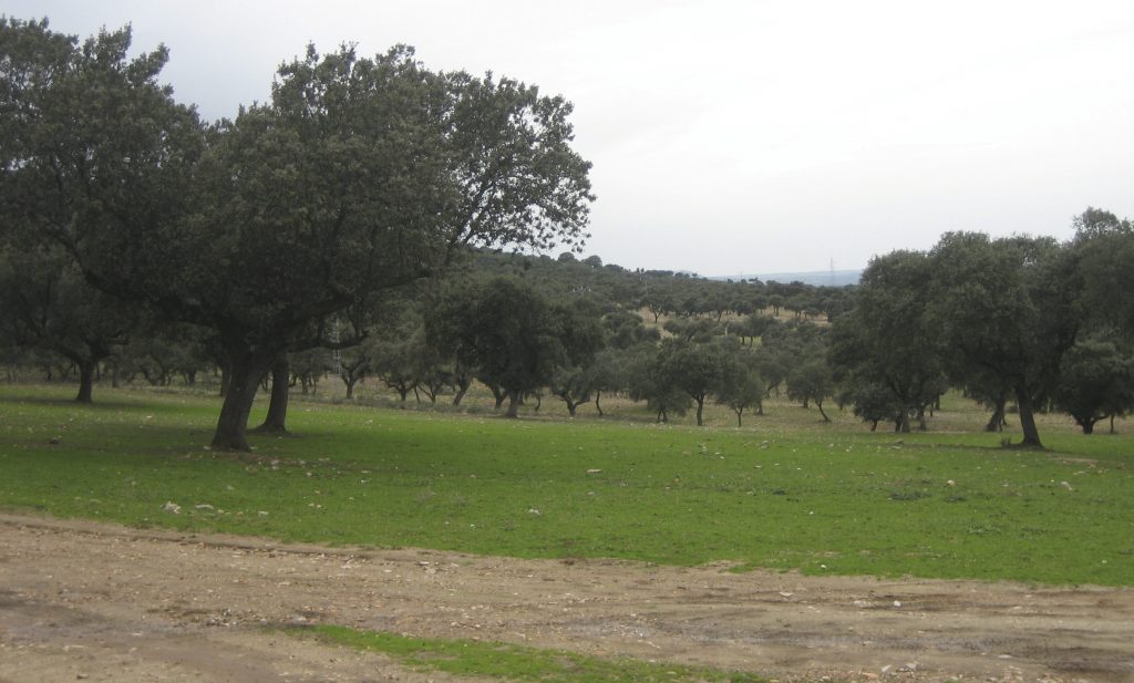 Cotos-de-caza-reportajes-cazar-en-parques-naturales-cabra-en-gredos-04