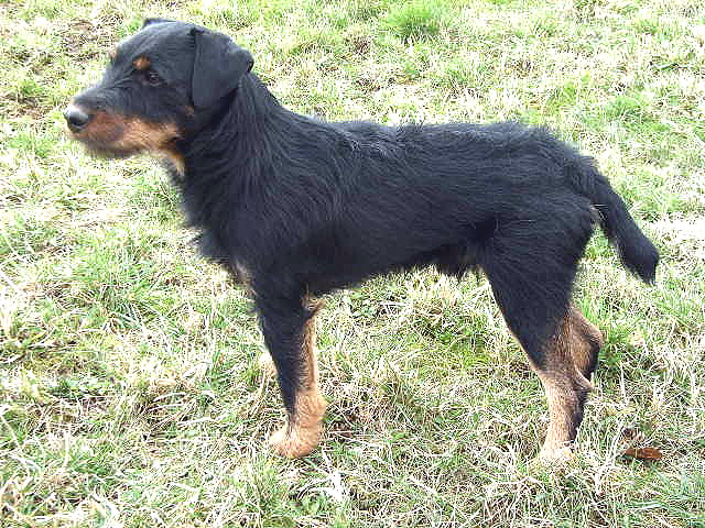 jagdterrier-destacada