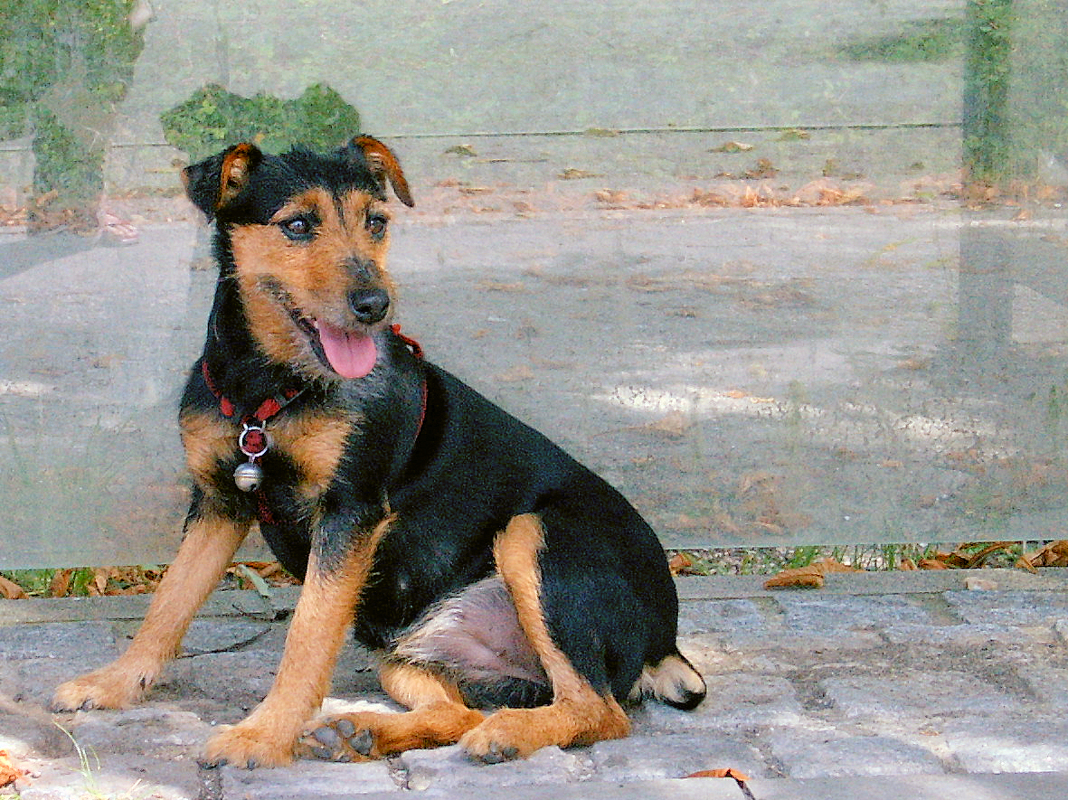zamperl_jagdterrier