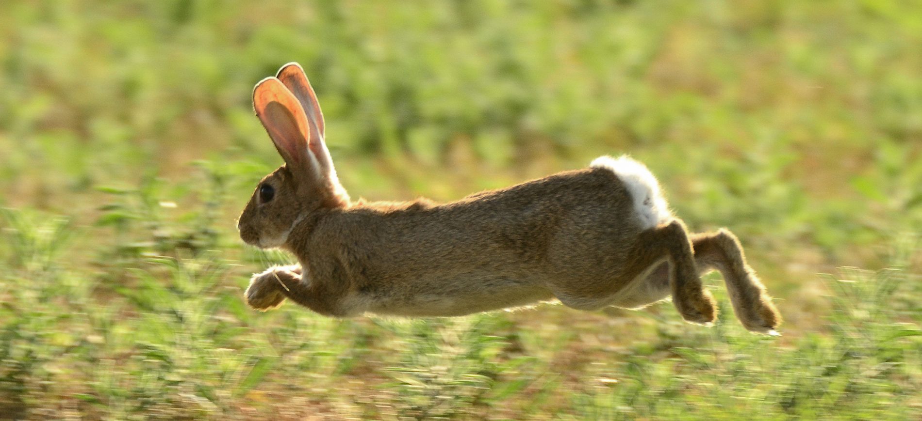 Planes contra los daños de los conejos a la agricultura