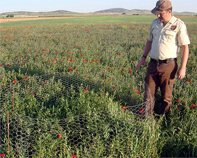 caza-menor-reportajes-nacional-planes-contra-los-danos-de-los-conejos-a-la-agricultura-mallado