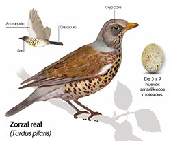 Zorzal