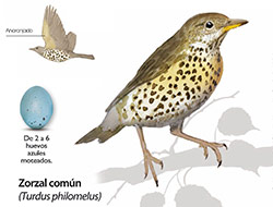 Zorzal