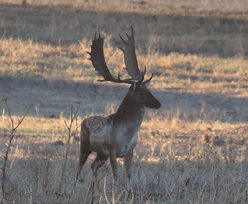 Gamo