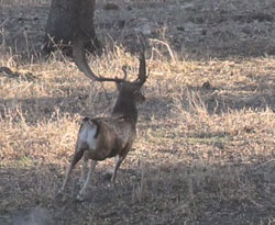 Gamo