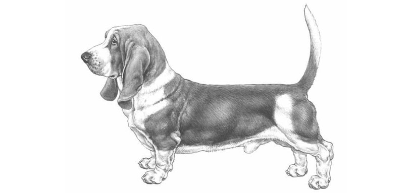 Basset Hound