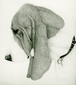 Basset Hound