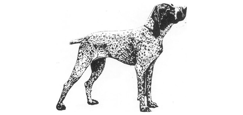 Braco de Auvernia