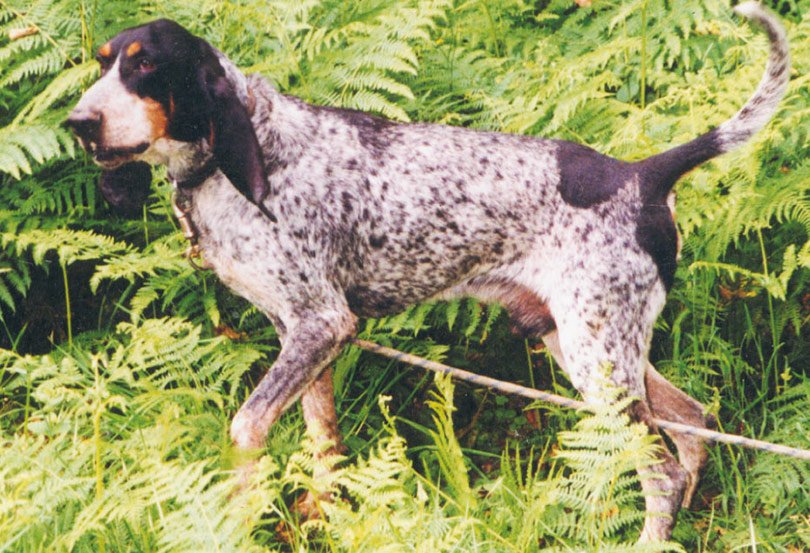 Braco Francés