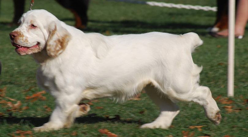 perros-razas-clumber-spaniel-01