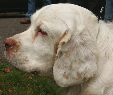 perros-razas-clumber-spaniel-02