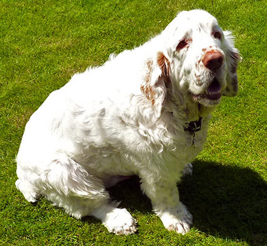 perros-razas-clumber-spaniel-03
