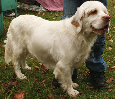 perros-razas-clumber-spaniel-04