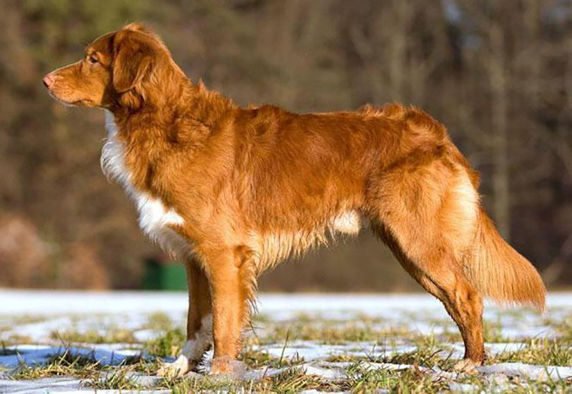 Perro Cobrador de Nueva Escocia