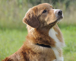 Perro Cobrador de Nueva Escocia
