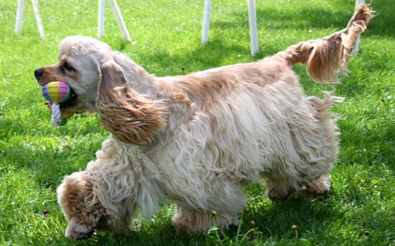 perros-razas-cocker-spaniel-americano-01