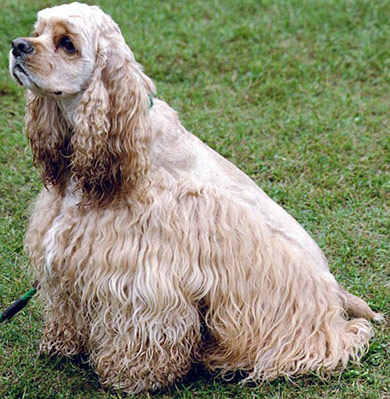 perros-razas-cocker-spaniel-americano-02