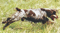 Cocker Spaniel Inglés