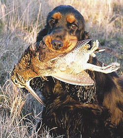 Cocker Spaniel Inglés