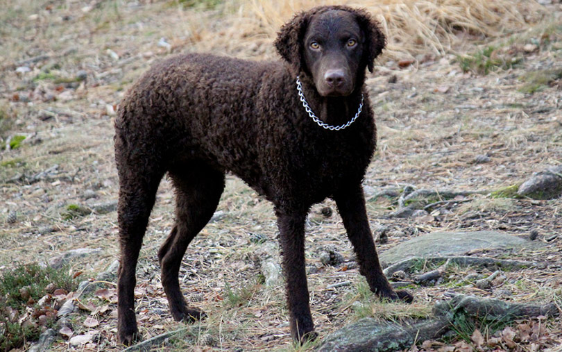 perros-razas-curly-coated-retriever-01