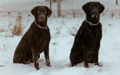 perros-razas-curly-coated-retriever-02