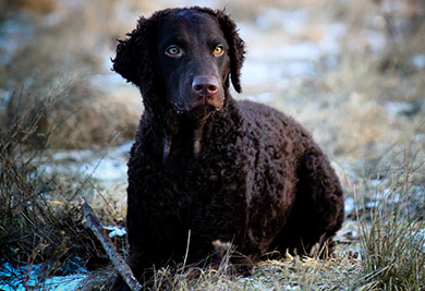 perros-razas-curly-coated-retriever-03