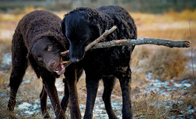 perros-razas-curly-coated-retriever-04