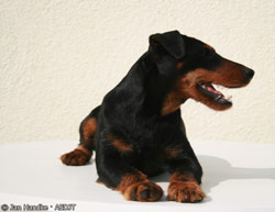 Deutsch Jagd Terrier