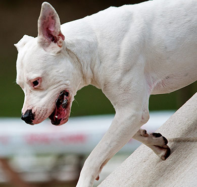 perros-razas-dogo-argentino-02
