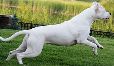 perros-razas-dogo-argentino-03