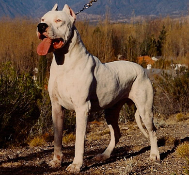 perros-razas-dogo-argentino-04