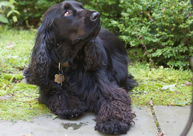 perros-razas-field-spaniel-01