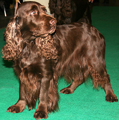 perros-razas-field-spaniel-02