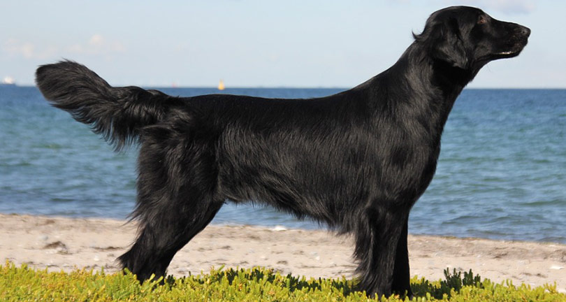 perros-razas-flat-coated-retriever-01