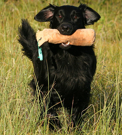 perros-razas-flat-coated-retriever-02