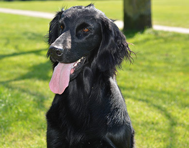 perros-razas-flat-coated-retriever-03