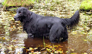 perros-razas-flat-coated-retriever-04