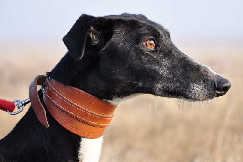 Galgo Español