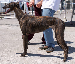 Galgo Español