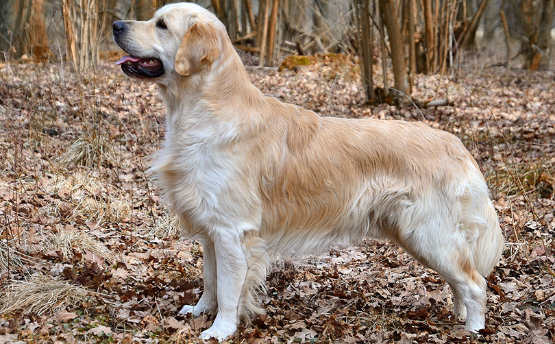 perros-razas-golden-retriever-01