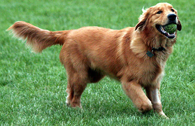 perros-razas-golden-retriever-02