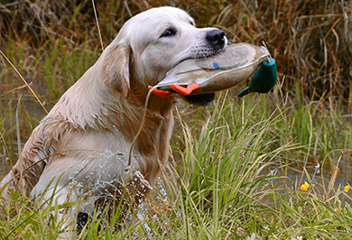 perros-razas-golden-retriever-03